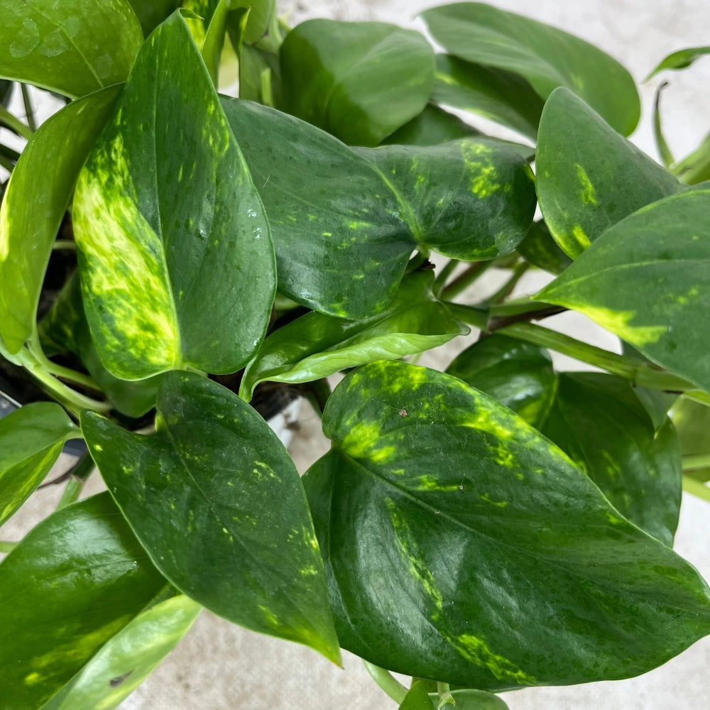 Pianta di POTHOS rampicante/pendente foglie GIGANTI Potus in vaso 14cm AMDGarden