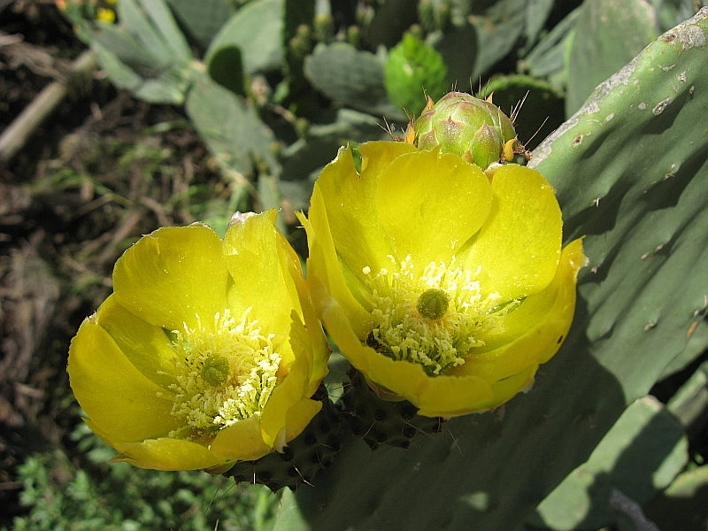 Opuntia Ficus Indica Fico d'India vaso 24 foto reali H 70cm pianta grassa