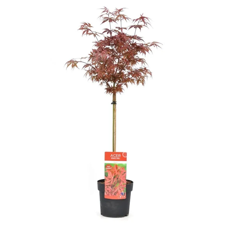 Acero Acer shaina giapponese resistente - Foglie rosse vaso 19 Pianta Foto Reali
