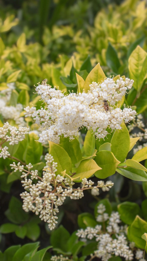 LIGUSTRUM JAPONICUM CESP.40