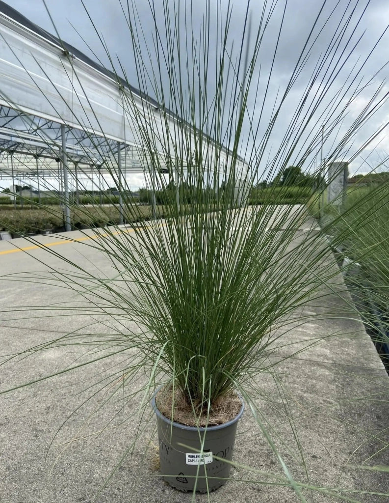 Gardenaria Muhlenbergia capillaris - Graminacea ornamentale da esterno Altezza: 60 cm (vaso 17)