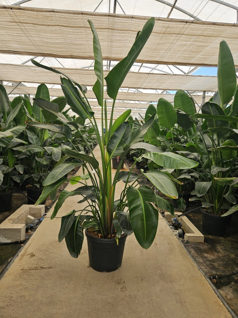 STRELITZIA NICOLAI (STERLIZIA GIGANTE) VASO 50 H.230/250