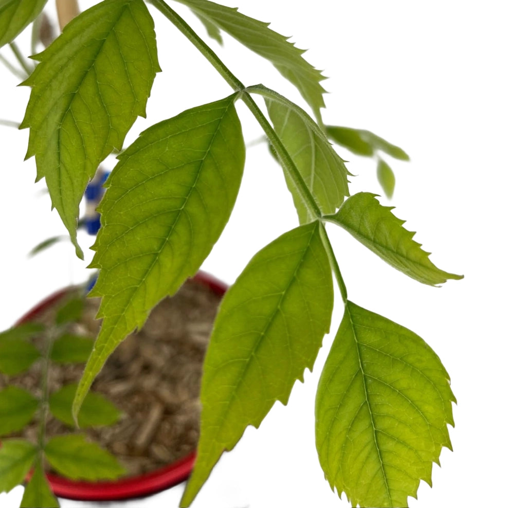Pianta di BIGNONIA GRANDIFLORA rampicante FIORE ARANCIO vaso18 FOTO REALE