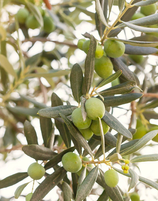 Pianta di Olivo Favolosa FS-17 Certificata ulivo Favolosa H 140 cm